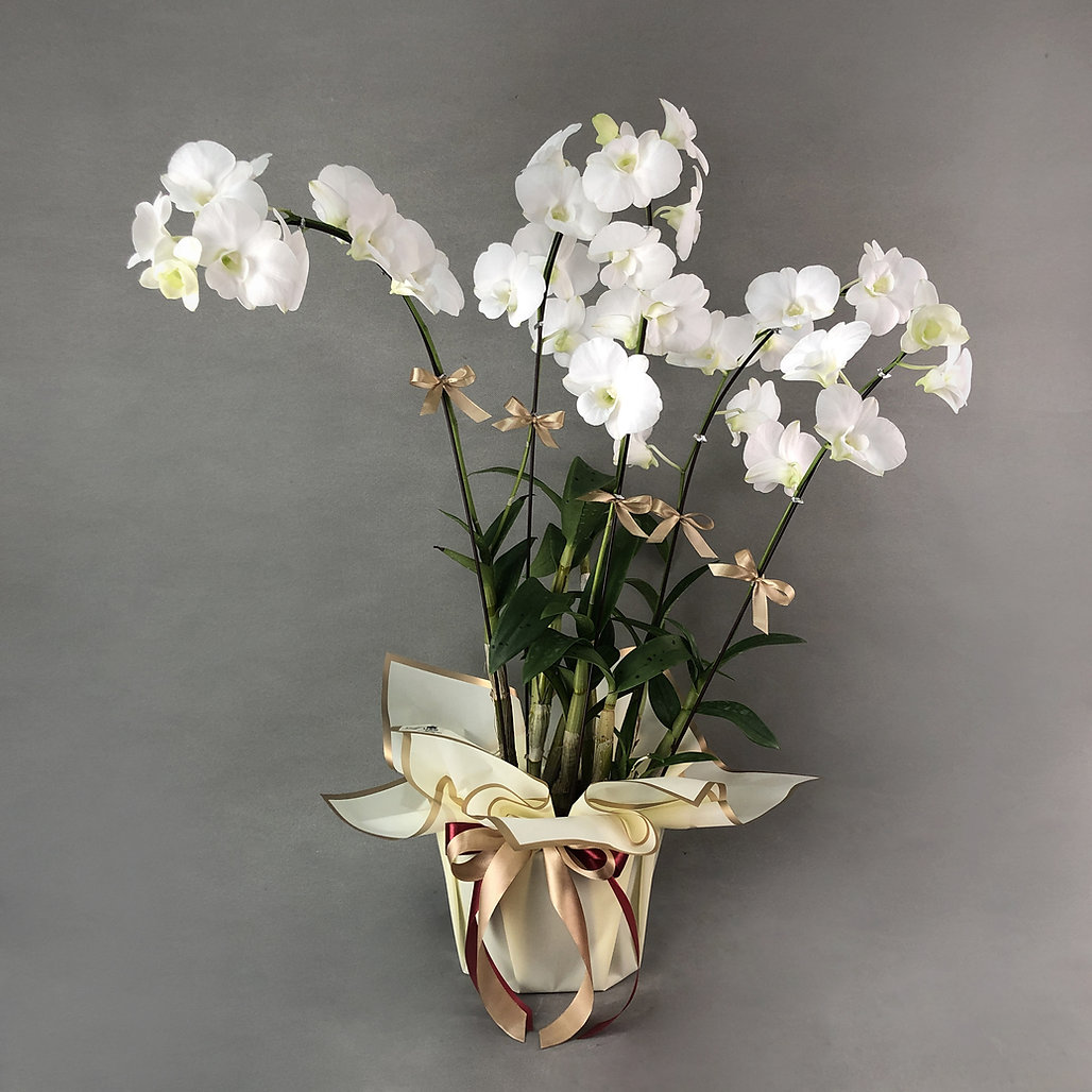 4Dallı Beyaz Orkide Siparişi